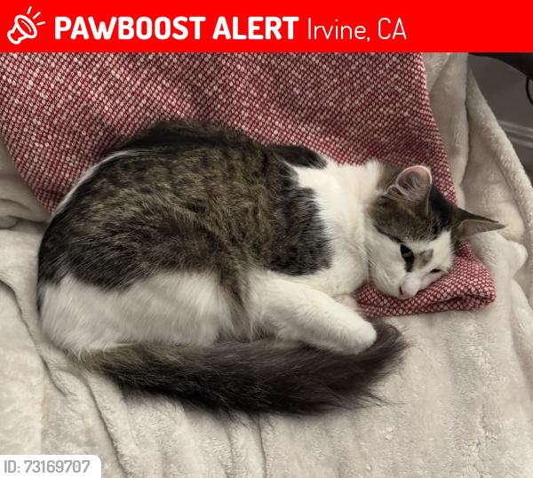 Lost Male Cat last seen Yale & Winvale, Irvine, CA 92604