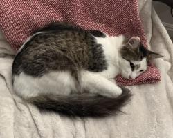 Lost Male Cat last seen Yale & Winvale, Irvine, CA 92604