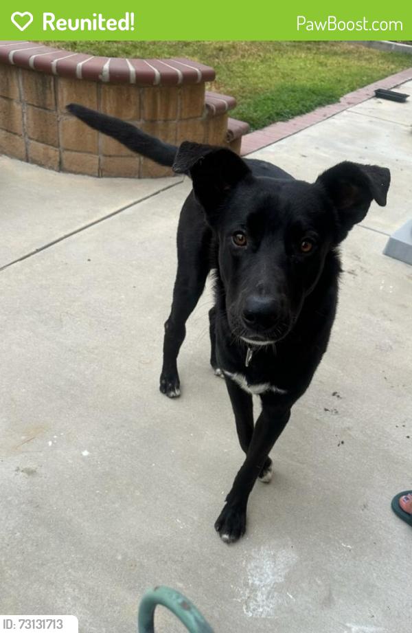 Reunited Male Dog last seen Roy Rodgers rd, Tesla charging station, San Diego County, CA 92070