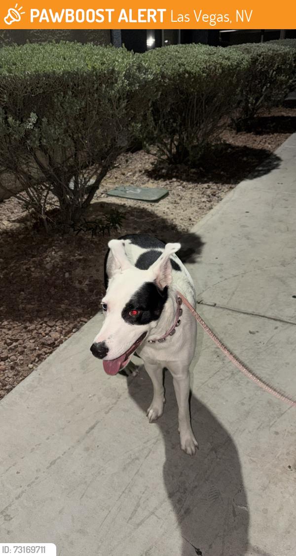 Found/Stray Female Dog last seen Sirius & Arville, Las Vegas, NV 89102
