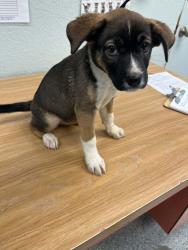 Shelter Stray Female Dog last seen , 5000 Lindbergh Blvd, California City, CA 93505, USA
