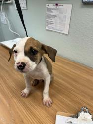 Shelter Stray Male Dog last seen , 5000 Lindbergh Blvd, California City, CA 93505, USA