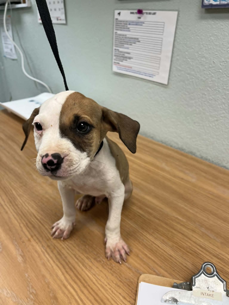 Shelter Stray Male Dog last seen , 5000 Lindbergh Blvd, California City, CA 93505, USA