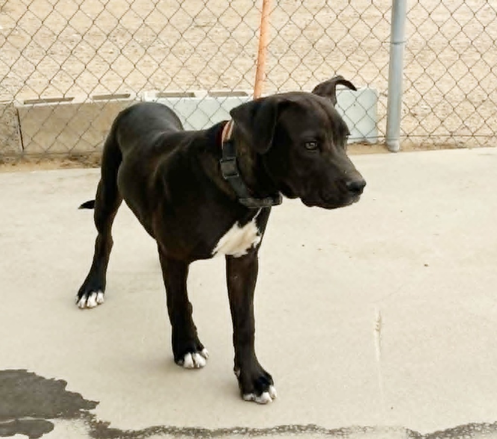 Shelter Stray Male Dog last seen , 5000 Lindbergh Blvd, California City, CA 93505, USA