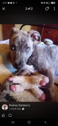 Lost Female Dog last seen McMichael Lane and Jackson Loop road, Henderson County, NC 28731