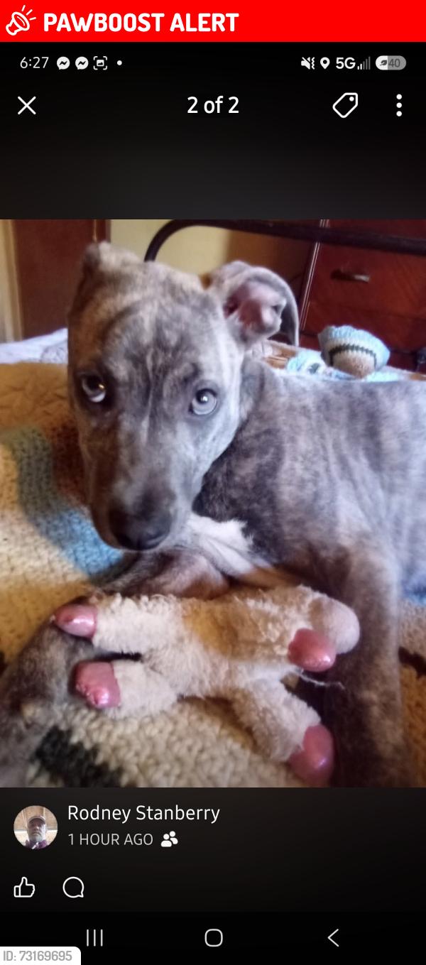 Lost Female Dog last seen McMichael Lane and Jackson Loop road, Henderson County, NC 28731