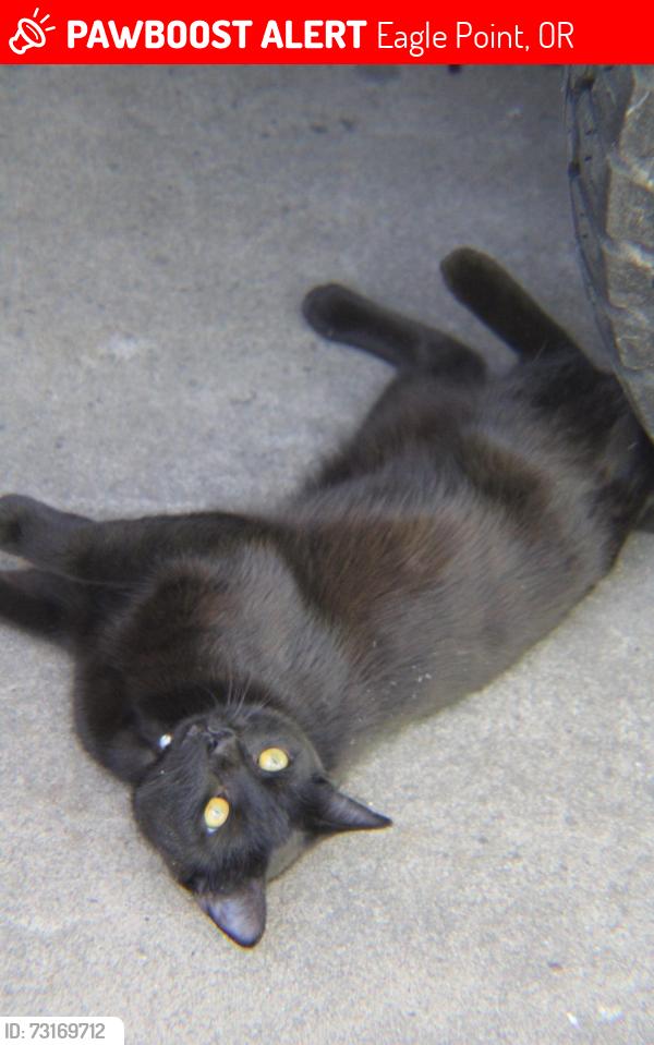 Lost Female Cat last seen Chamberlain park, Eagle Point, OR 97524