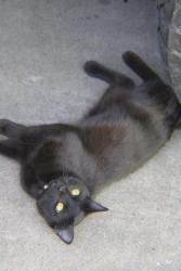 Lost Female Cat last seen Chamberlain park, Eagle Point, OR 97524
