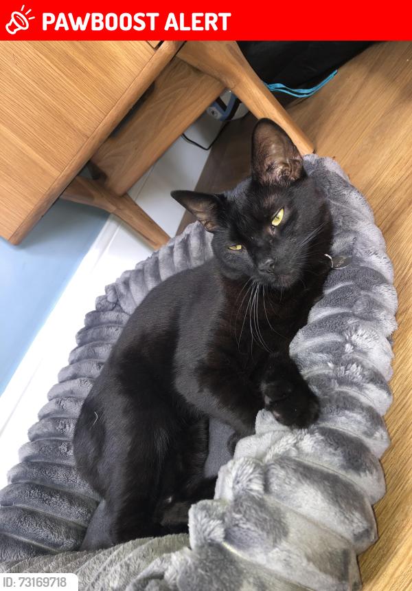 Lost Male Cat last seen Dudlow Lane / Green Lane, Merseyside, England L18 2EP