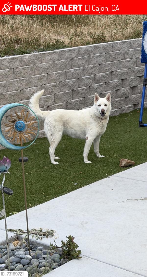 Lost Female Dog last seen Near Cuyamaca street, El Cajon, CA 92020