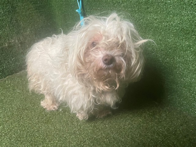 Shelter Stray Female Dog last seen , 5210 W Ave I, Lancaster, CA 93536, USA