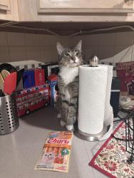 Lost Male Cat last seen Thistle Ridge Circle and Venneford Road, Highlands Ranch, CO 80126