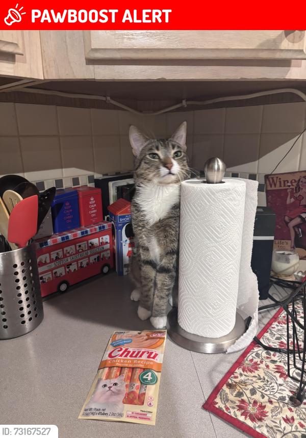 Lost Male Cat last seen Near Thistle Ridge Circle and Venneford Road, Highlands Ranch, CO 80126