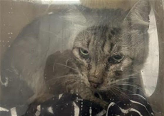 Shelter Stray Unknown Cat last seen , 11361 W Pico Blvd, Los Angeles, CA 90064, USA