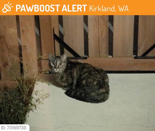 Found/Stray Unknown Cat last seen Near Cross road, Kirkland, WA 98033