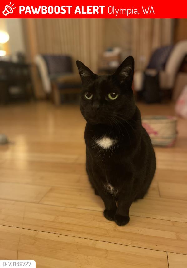 Lost Female Cat last seen Marion NE & Oak NE, Olympia, WA 98506