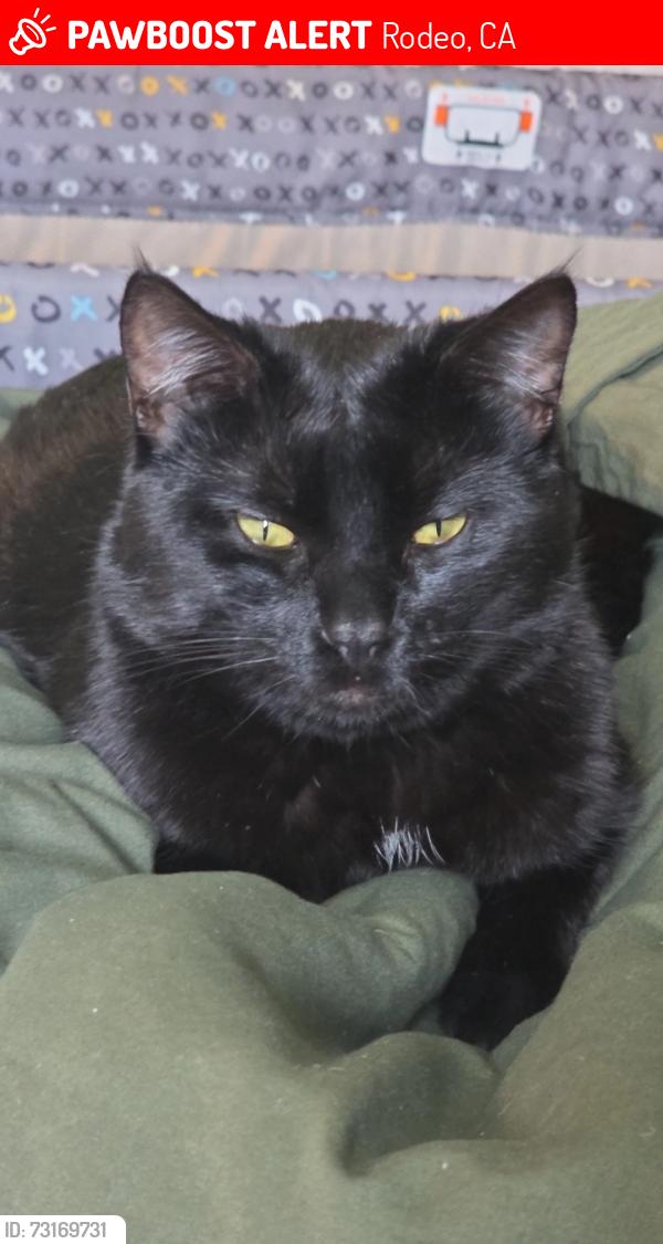 Lost Male Cat last seen Windward Dr Rodeo, Rodeo, CA 94572