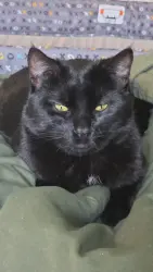 Lost Male Cat last seen Windward Dr Rodeo, Rodeo, CA 94572