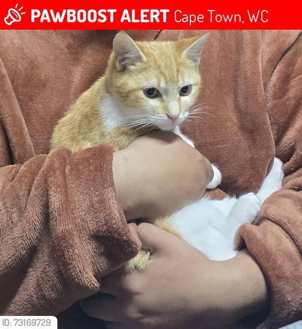 Lost Female Cat last seen 22nd AVENUE Elsies, Cape Town, WC 7490