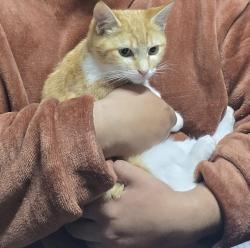Lost Female Cat last seen 22nd AVENUE Elsies, Cape Town, WC 7490