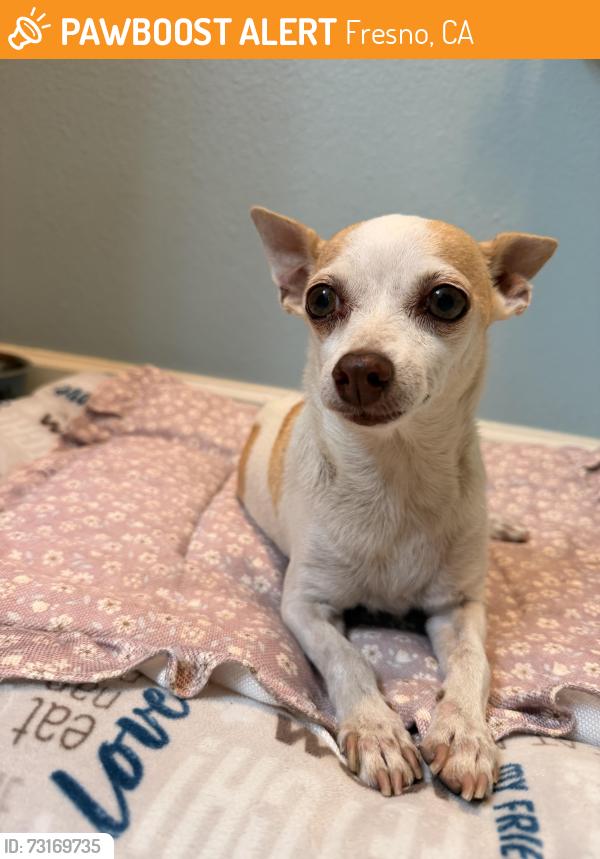 Found/Stray Female Dog last seen First and alluvial, Fresno, CA 93720