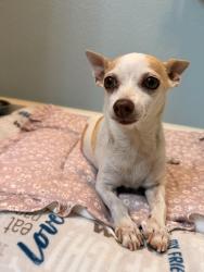 Found/Stray Female Dog last seen First and alluvial, Fresno, CA 93720
