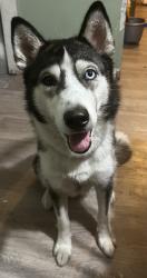 Lost Female Dog last seen Near Grover ln, Houston, TX 77041