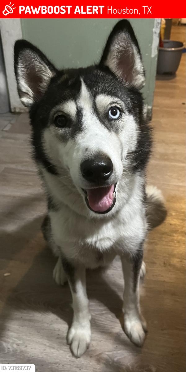 Lost Female Dog last seen Near Grover ln, Houston, TX 77041