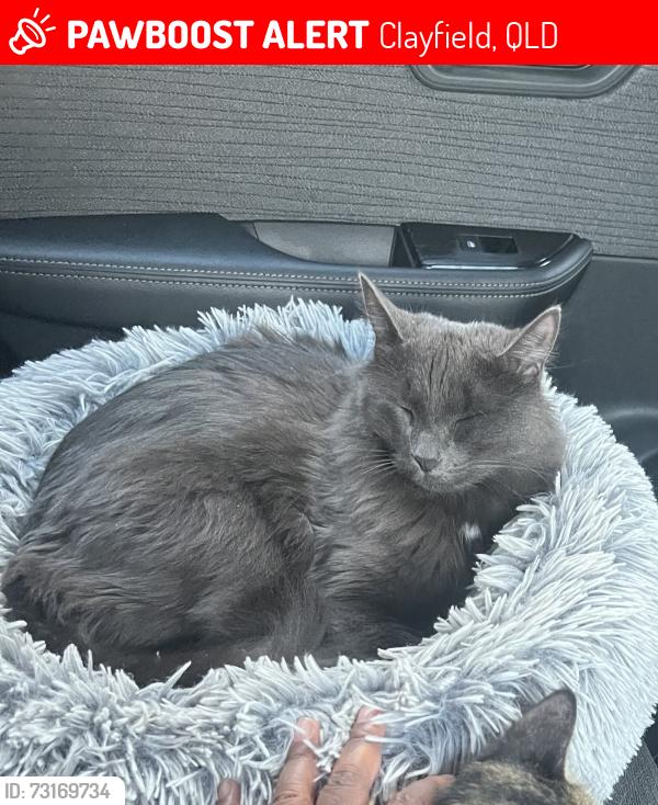 Lost Female Cat last seen Sandgate road ,Clayfield ,Brisbane, Clayfield, QLD 