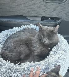 Lost Female Cat last seen Sandgate road ,Clayfield ,Brisbane, Clayfield, QLD 