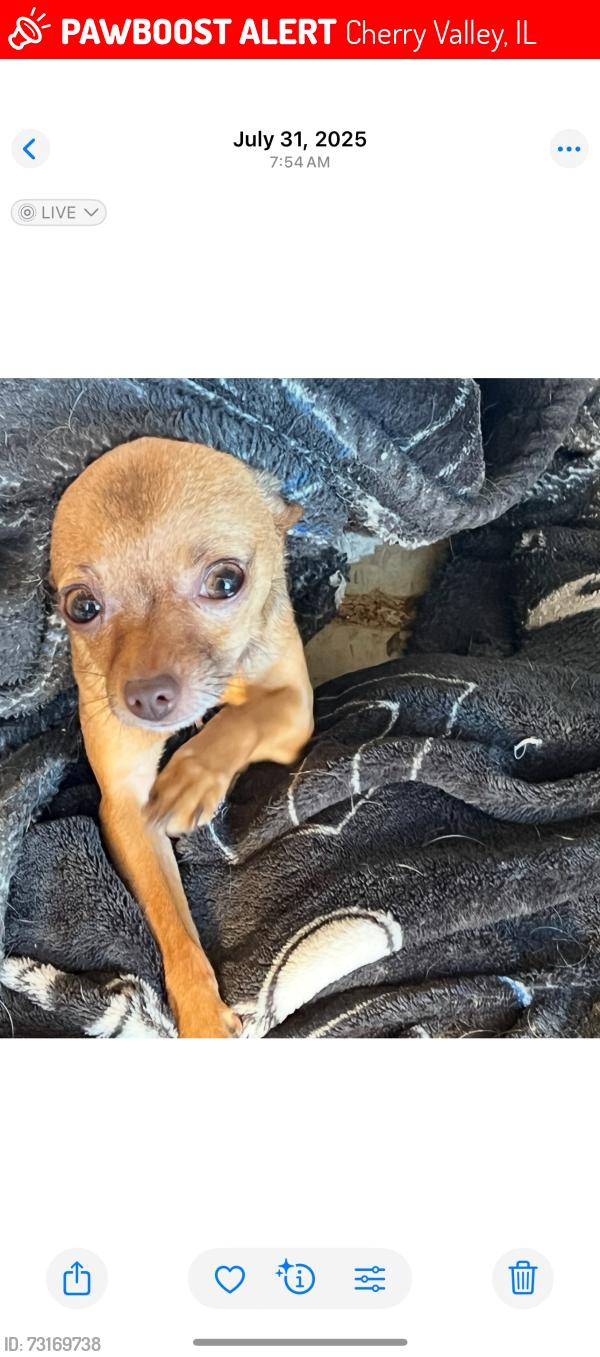 Lost Female Dog last seen Cherry valley Blvd. By the nursery, Cherry Valley, IL 61016