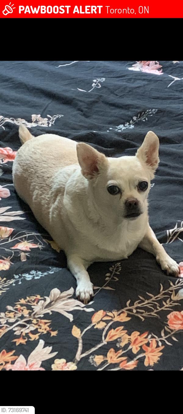 Lost Female Dog last seen Springhurst ave and King st, Toronto, ON 