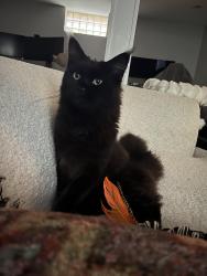 Lost Female Cat last seen W 45th St and Garfield Ave, Minneapolis, MN 55419