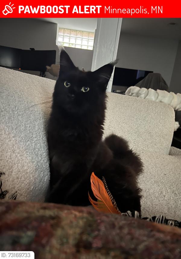 Lost Female Cat last seen W 45th St and Garfield Ave, Minneapolis, MN 55419