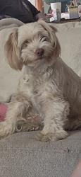 Lost Female Dog last seen Baker and 64th street , jurupa valley, Jurupa Valley, CA 92509