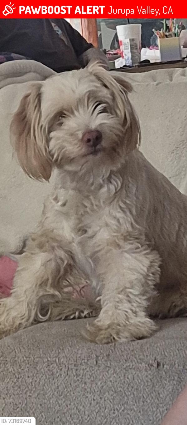 Lost Female Dog last seen Baker and 64th street , jurupa valley, Jurupa Valley, CA 92509