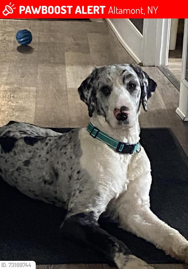 Lost Male Dog last seen Fuller Station rd, Altamont, NY 12009