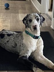 Lost Male Dog last seen Fuller Station rd, Altamont, NY 12009