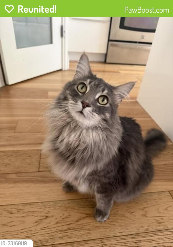 Reunited Male Cat last seen Near 20 ave nw, Calgary, AB T3B 0V2
