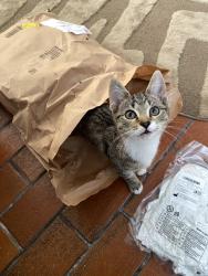 Reunited Male Cat last seen Near Friars Road, Newport, Wales NP20 4ET