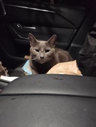 Found/Stray Unknown Cat last seen 27th German, Erie, PA 16501