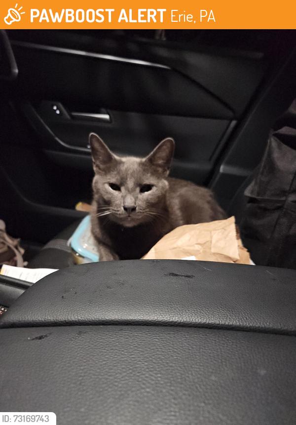 Found/Stray Unknown Cat last seen 27th German, Erie, PA 16501