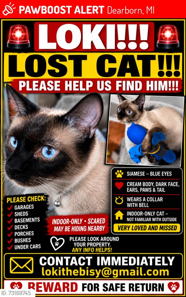 Lost Male Cat last seen Park Street and Hamilton Street., Dearborn, MI 48124