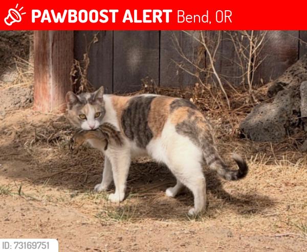 Lost Female Cat last seen 27th st, Bend, OR 97702
