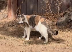 Lost Female Cat last seen 27th st, Bend, OR 97702