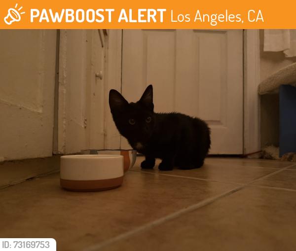 Found/Stray Male Cat last seen Franklin & N Mariposa, Los Angeles, CA 90027