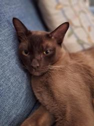 Reunited Male Cat last seen Possible sighting near Winchcombe Park/Doctor's surgery, Winchcombe, England 