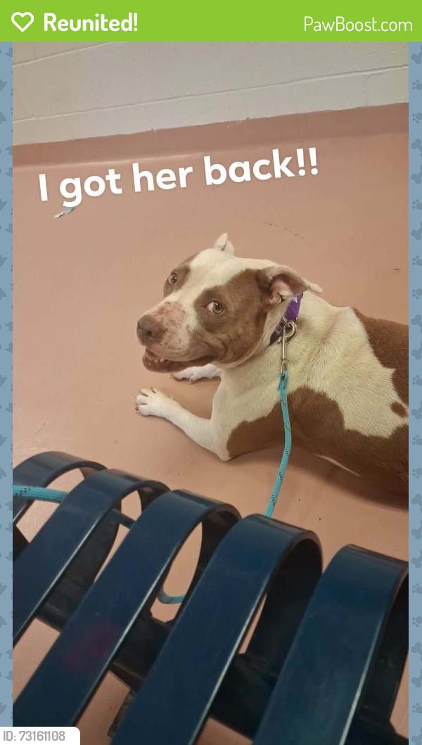 Reunited Female Dog last seen McDonald's Beltline Blvd, Columbia, SC 29205