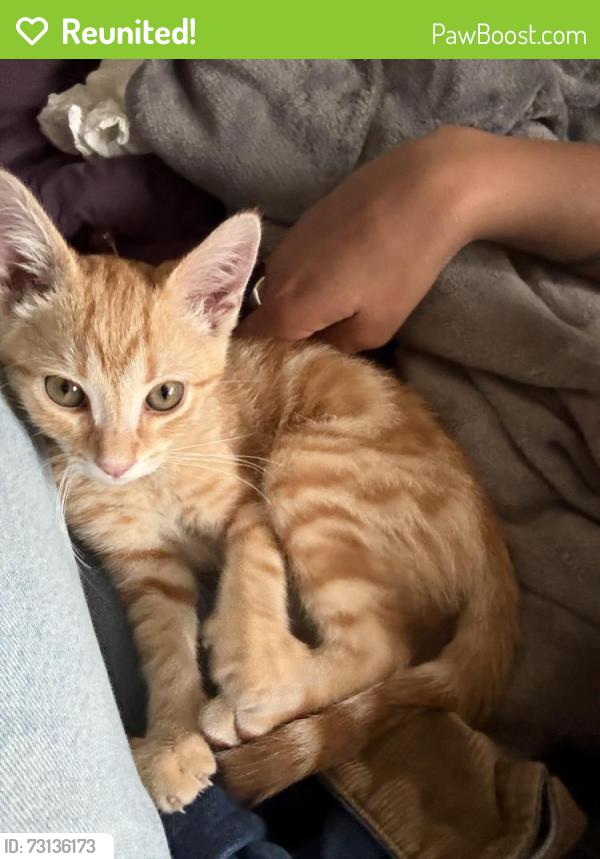 Reunited Male Cat last seen Martin Luther King jr. way, Oakland, CA 94609