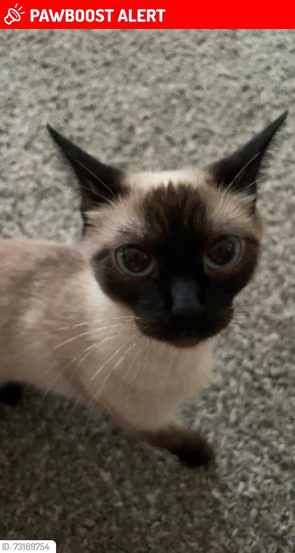 Lost Female Cat last seen W Rockrimmon Blvd & Demonico Dr, Colorado Springs, CO 80919